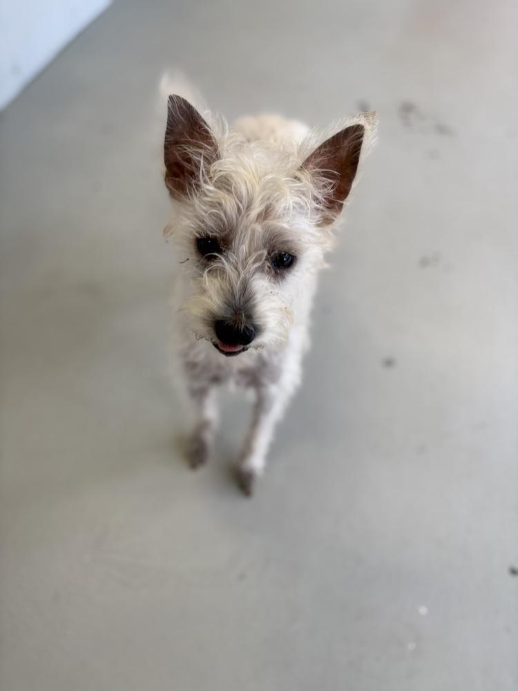 Enlarge Scotch, a Adoptable mixed breed in Studio City, CA image 6/6