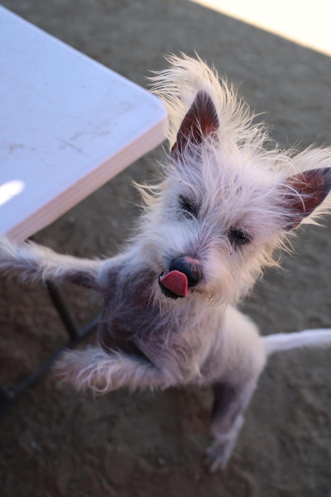 Enlarge Scotch, a Adoptable mixed breed in Studio City, CA image 6/6