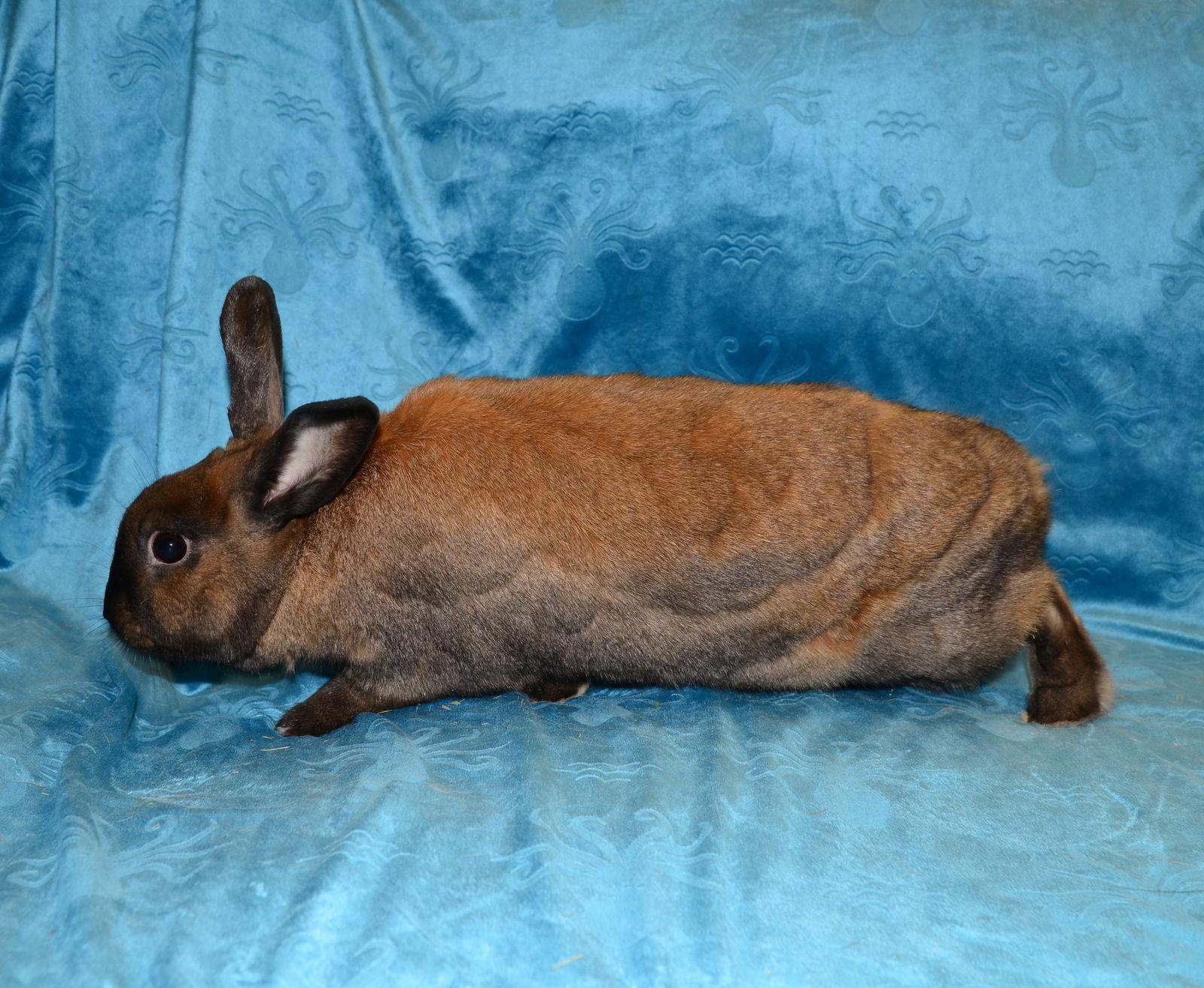 Asperatus, a Adoptable English Spot in Chesterfield, MO image 1/3