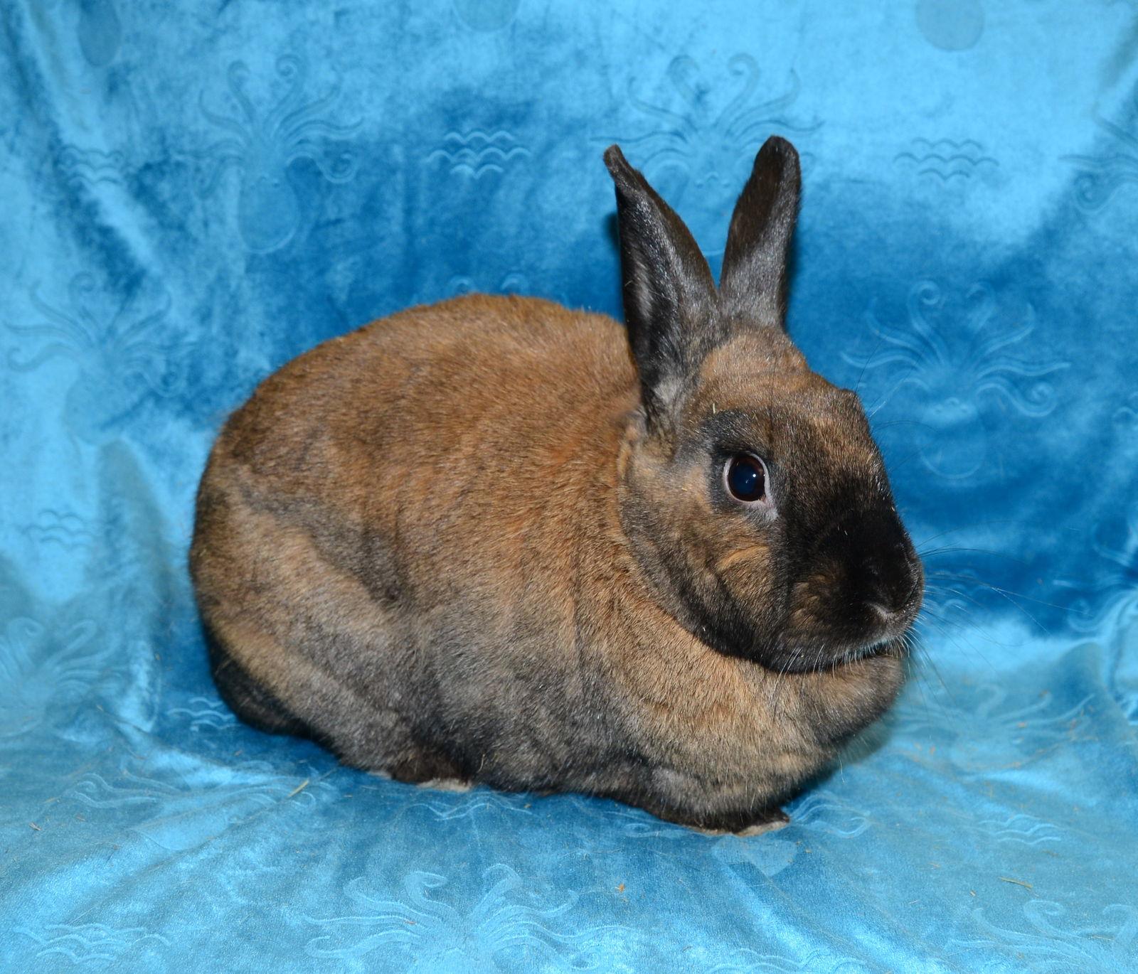 Asperatus, a Adoptable English Spot in Chesterfield, MO image 2/3