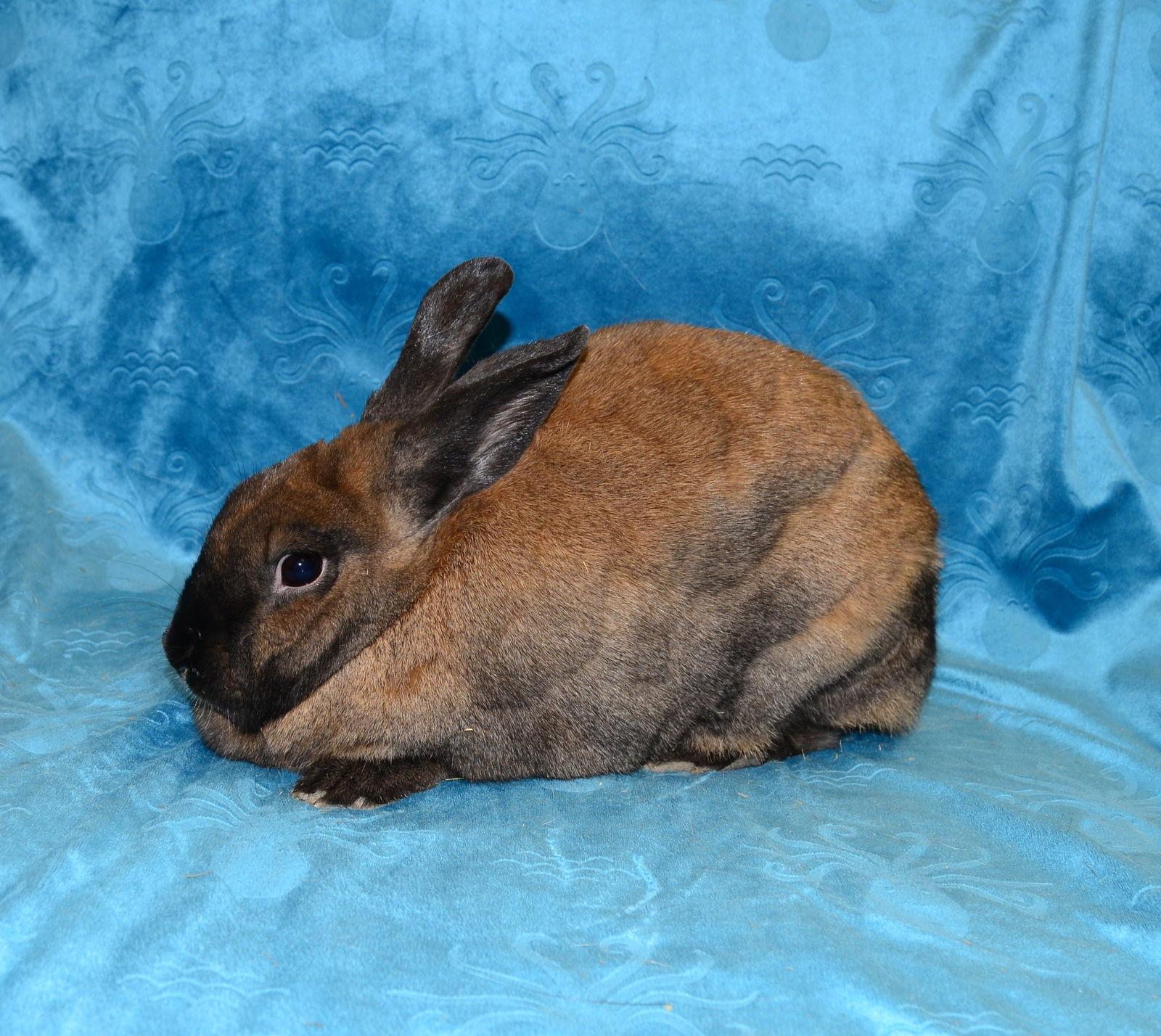 Asperatus, a Adoptable English Spot in Chesterfield, MO image 3/3