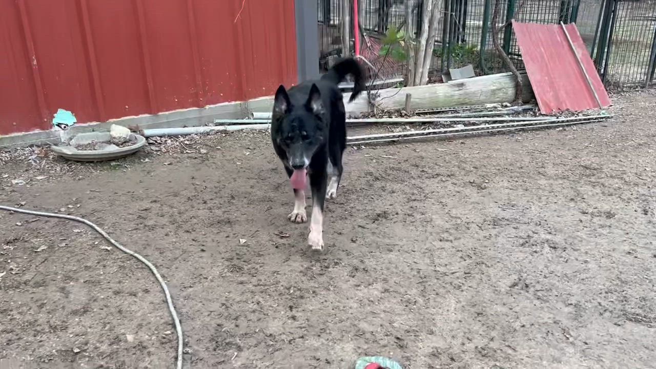 Enlarge Norri, a Adoptable German Shepherd Dog in Scarsdale, NY video 2/5