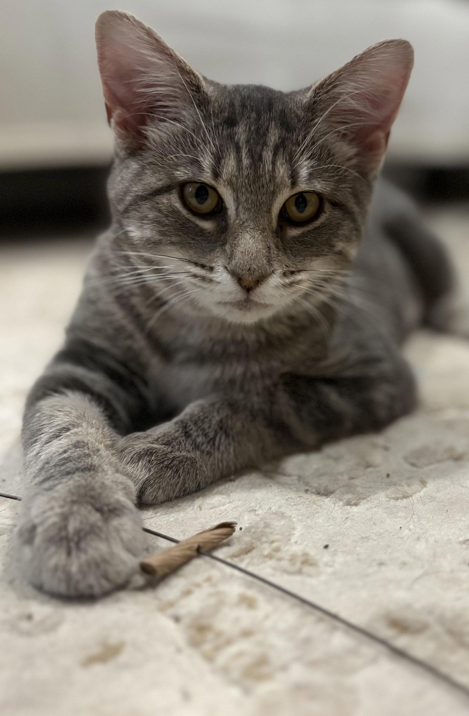 Miss Chee, Adoptable, Young Female Domestic Short Hair.