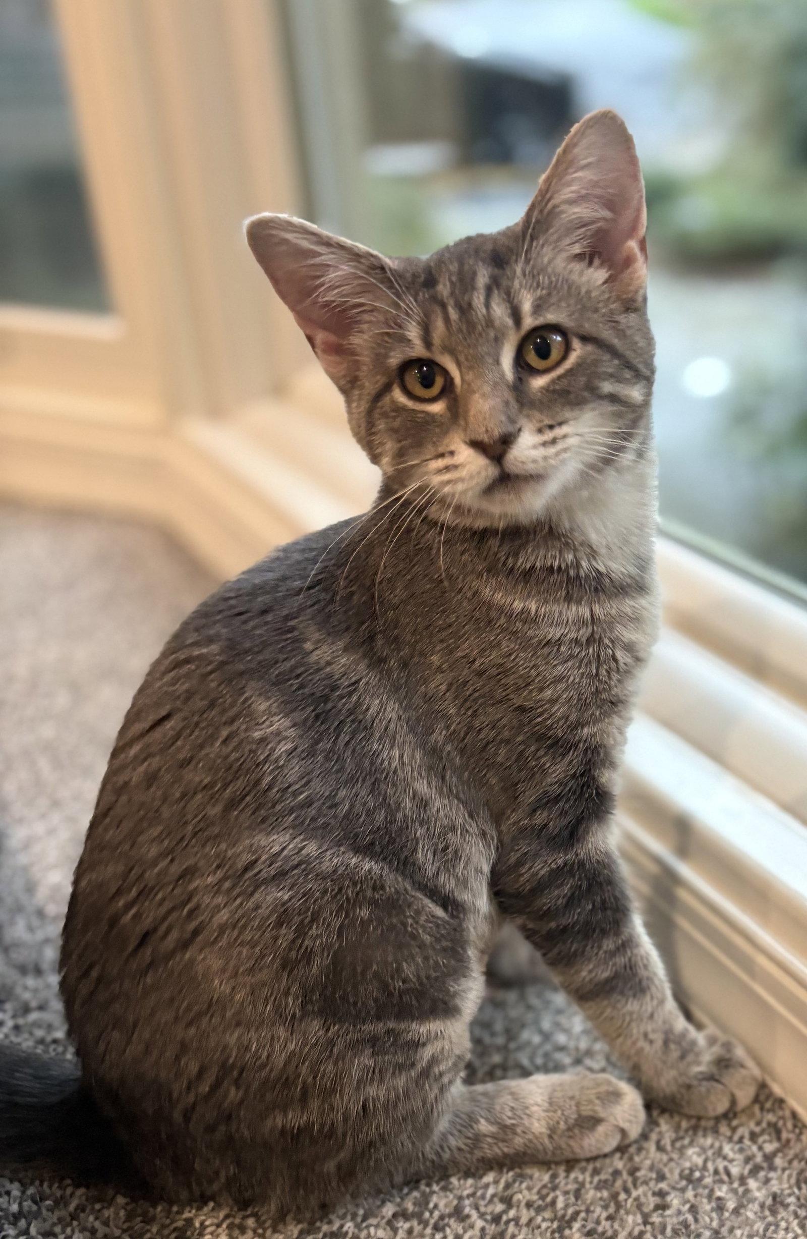 Enlarge Miss Chee, a Adoptable Domestic Short Hair in Leesburg, VA image 2/3