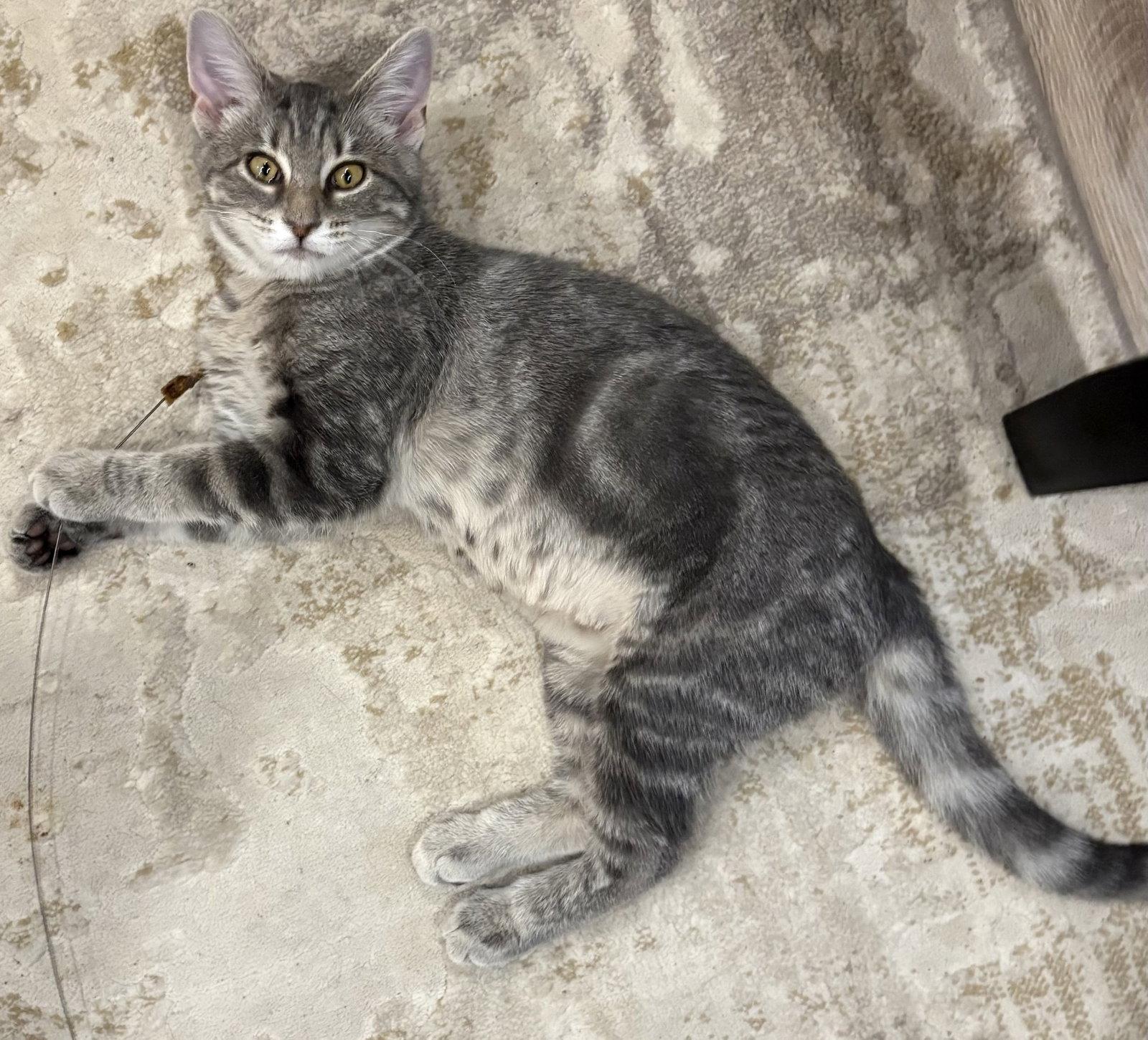 Enlarge Miss Chee, a Adoptable Domestic Short Hair in Leesburg, VA image 3/3