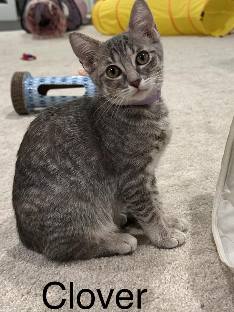 Enlarge Clover, a ADOPTABLE Domestic Short Hair in Ruther Glen, VA image 1/1