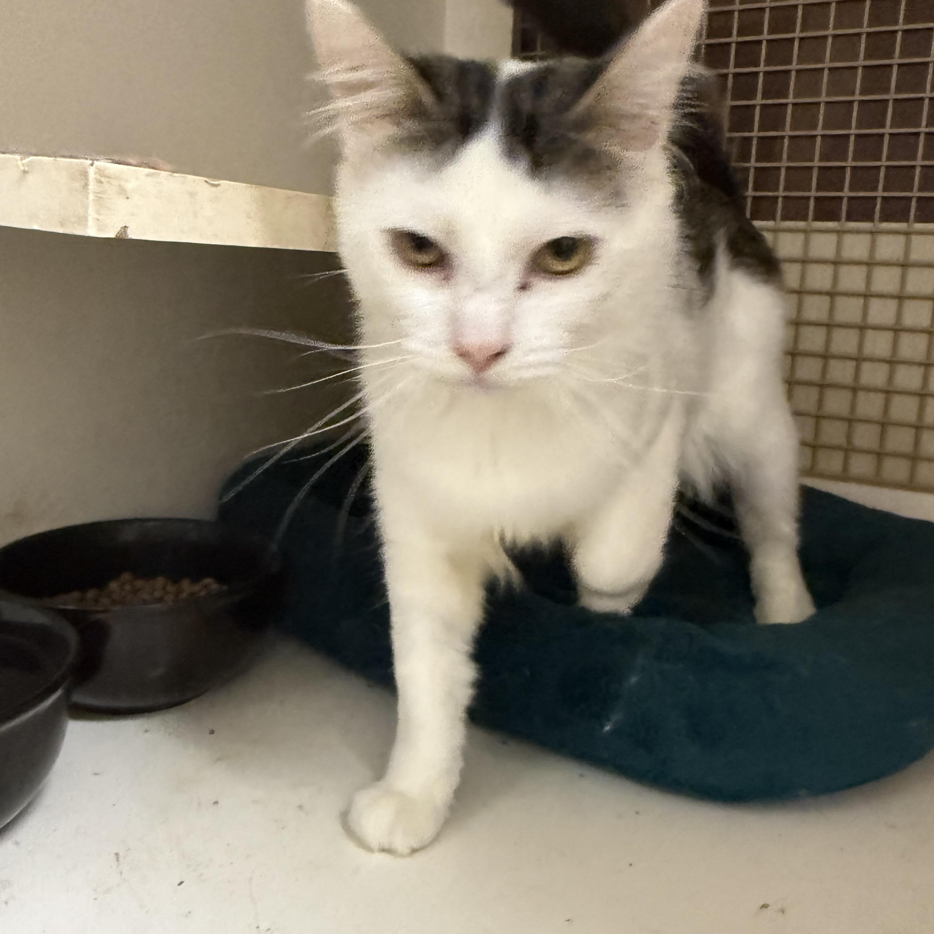 Enlarge Mumbo Jumbo, a Adoptable Domestic Medium Hair in Las Vegas, NV image 1/1