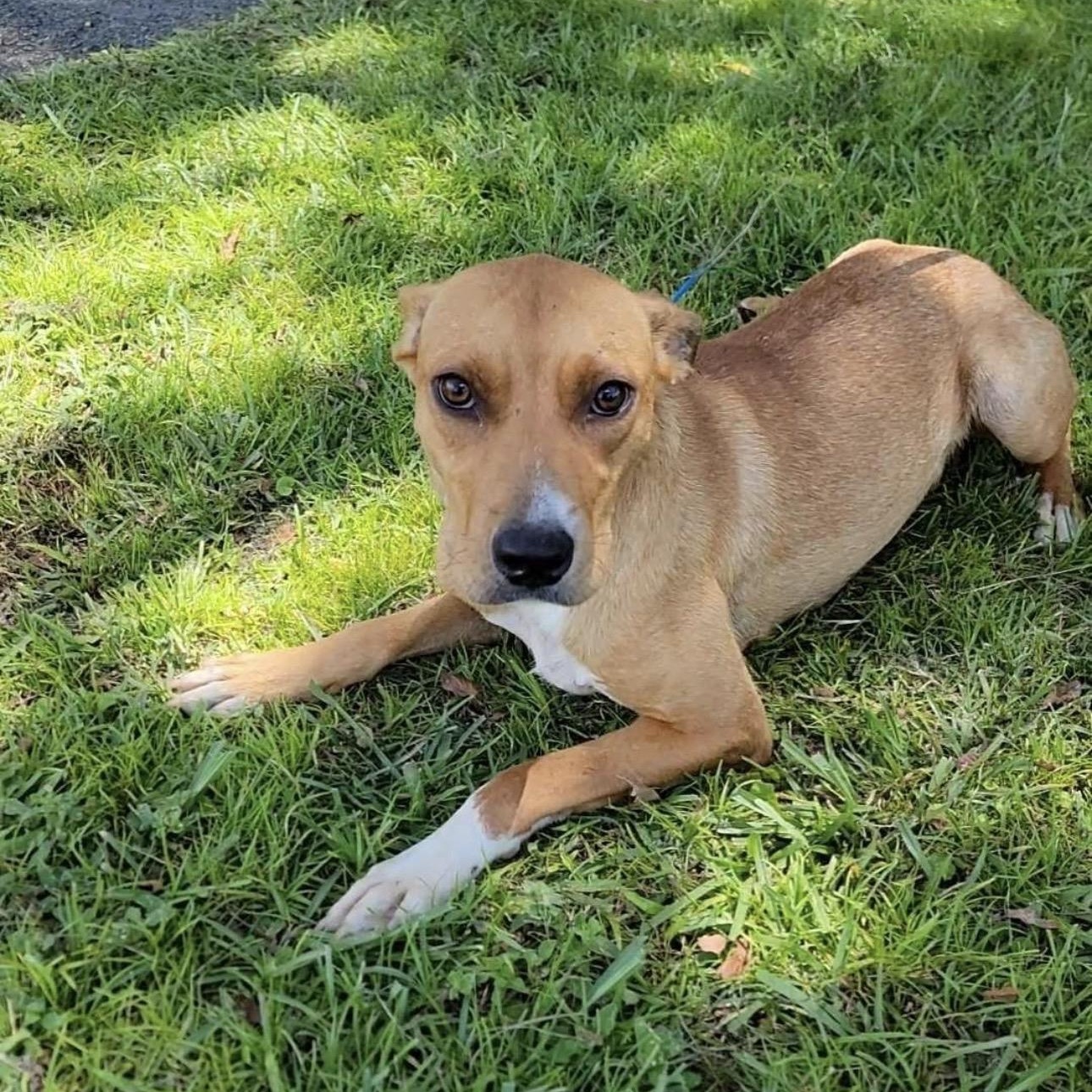 Ursula, ADOPTABLE, Young Female Labrador Retriever & Beagle.