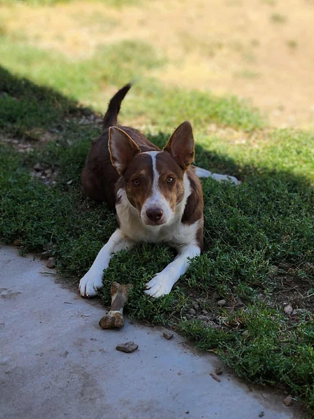 Peanut, a Adoptable mixed breed in Clinton, UT image 2/3