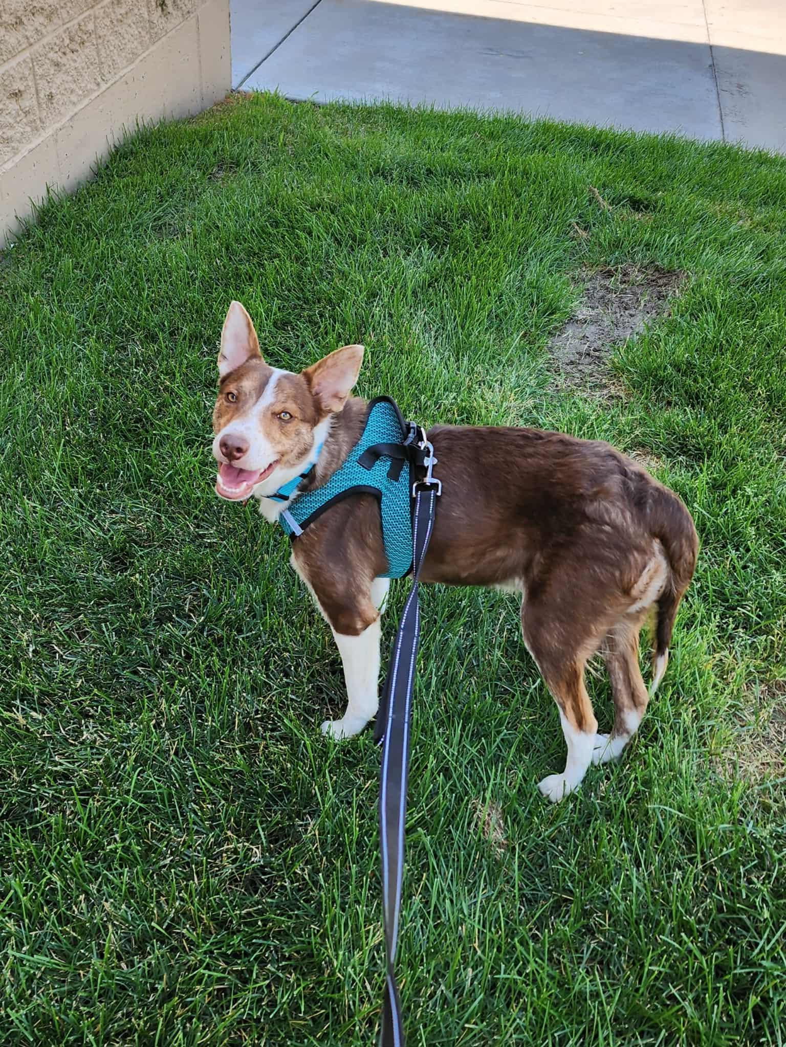 Peanut, a Adoptable mixed breed in Clinton, UT image 3/3