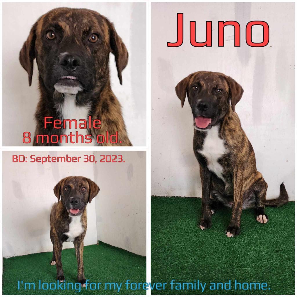 Juno — thumbnail 2