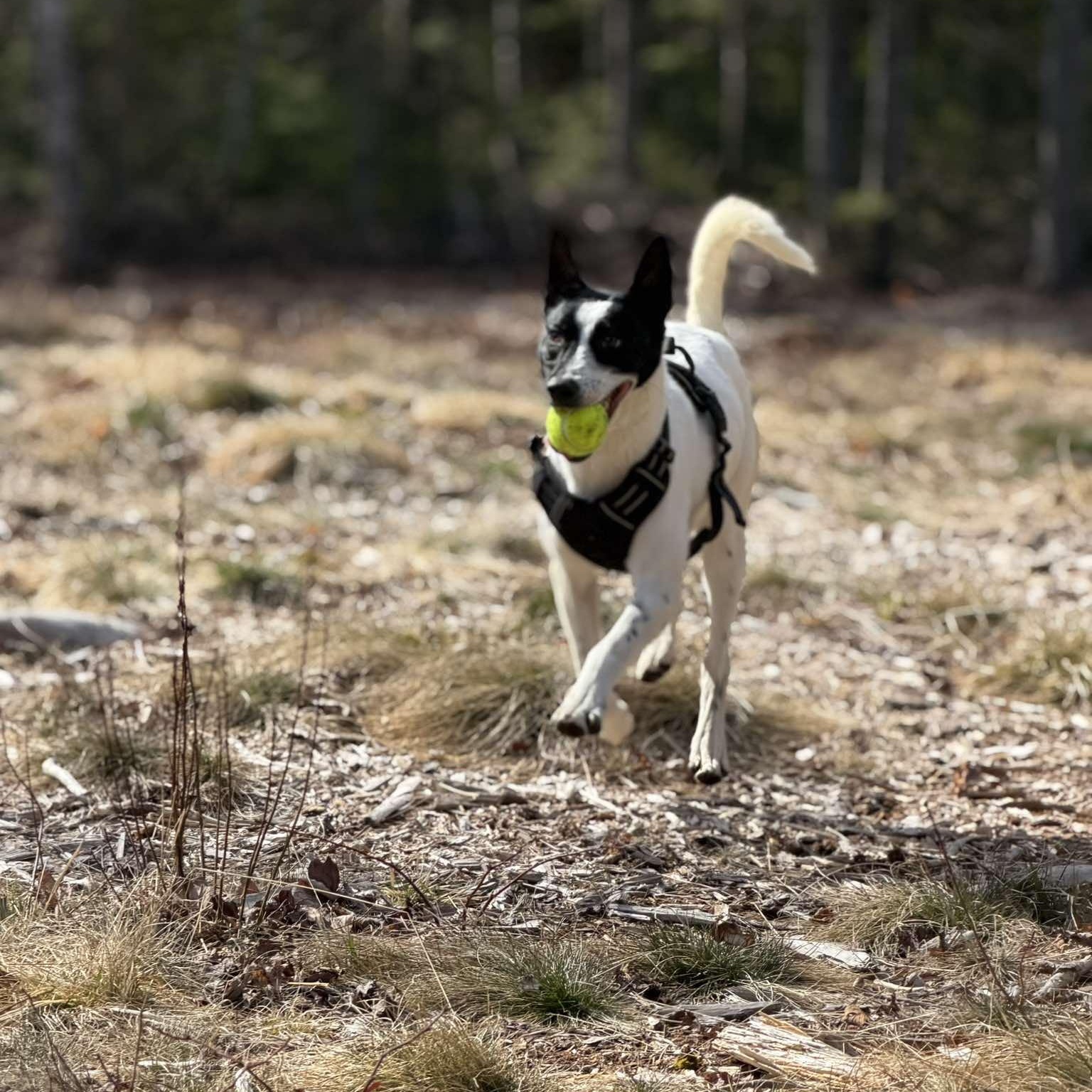Enlarge Tiny Tim, a ADOPTABLE Mixed Breed in Woolwich, ME image 6/6