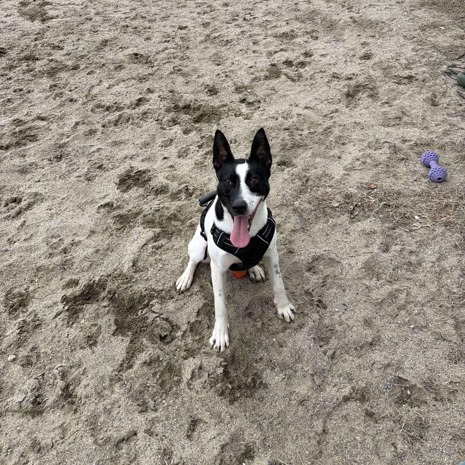 Enlarge Tiny Tim, a ADOPTABLE Mixed Breed in Woolwich, ME image 2/6
