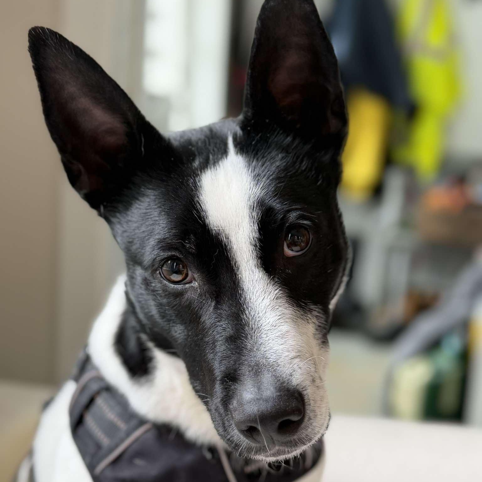 Enlarge Tiny Tim, a ADOPTABLE Mixed Breed in Woolwich, ME image 5/6