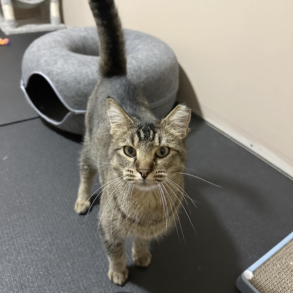 Enlarge Dodger, a Adoptable Domestic Short Hair in Wichita, KS image 1/6