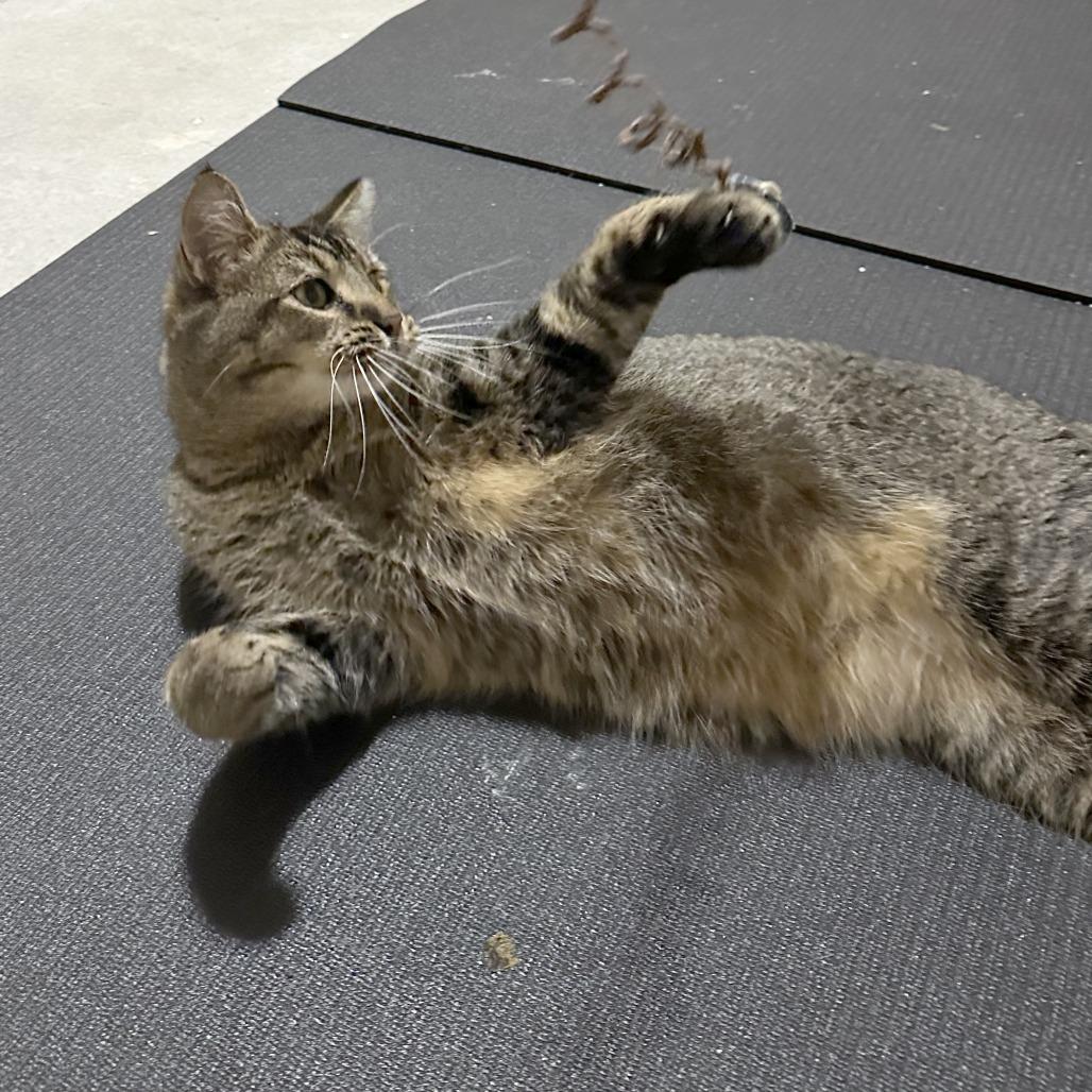 Enlarge Dodger, a Adoptable Domestic Short Hair in Wichita, KS image 2/6