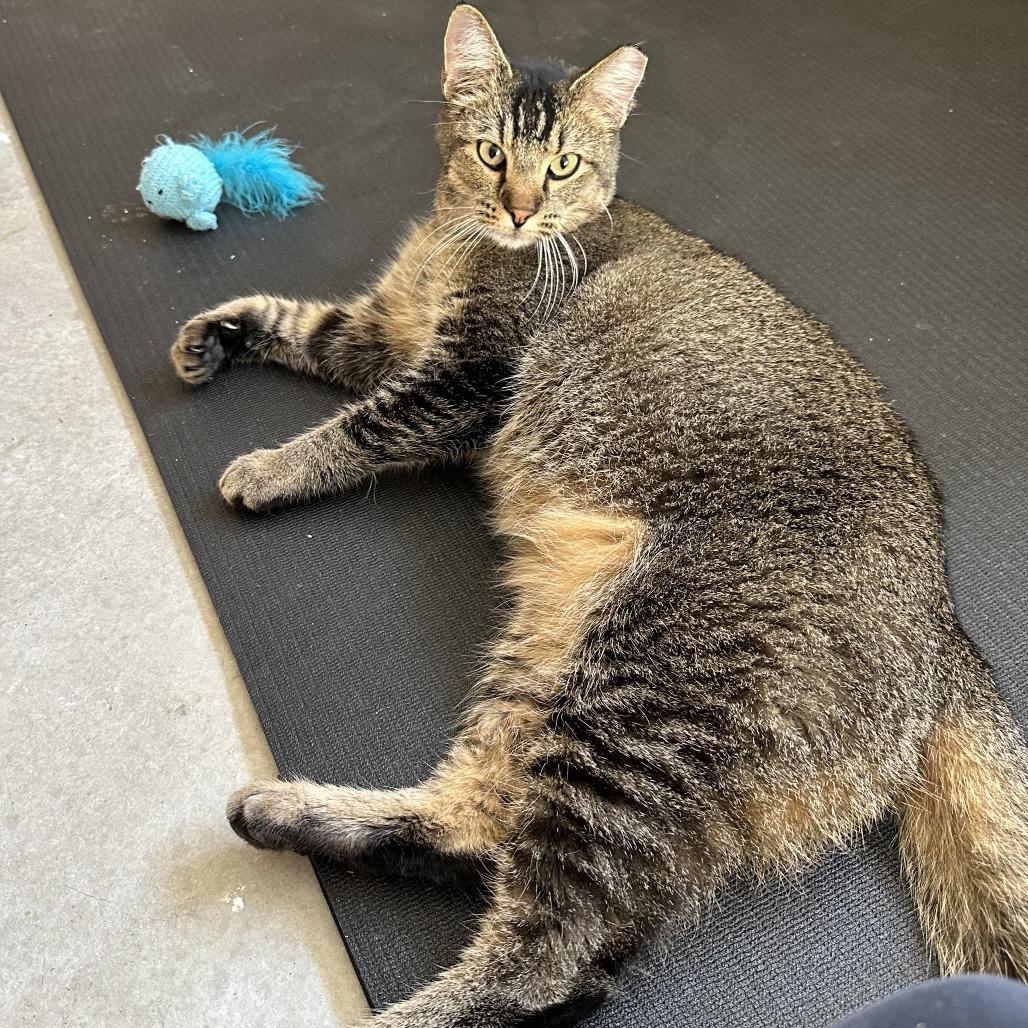 Enlarge Dodger, a Adoptable Domestic Short Hair in Wichita, KS image 3/6