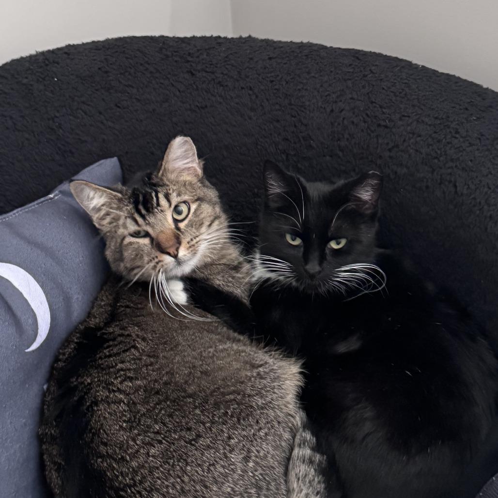 Enlarge Dodger, a Adoptable Domestic Short Hair in Wichita, KS image 4/6