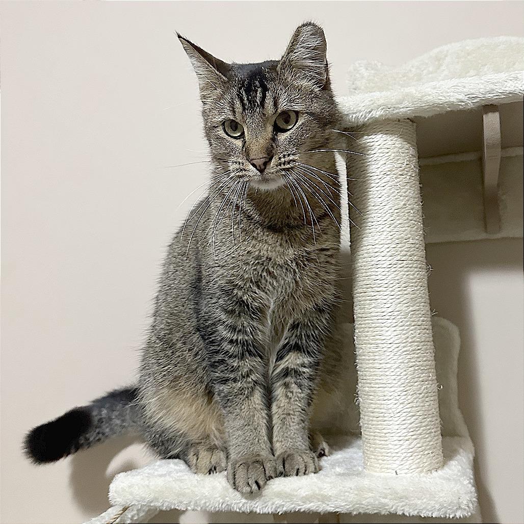Enlarge Dodger, a Adoptable Domestic Short Hair in Wichita, KS image 5/6