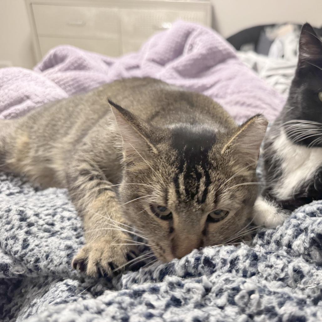 Enlarge Dodger, a Adoptable Domestic Short Hair in Wichita, KS image 6/6