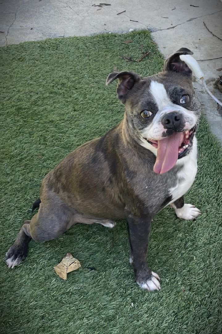 Oliver, a Adoptable mixed breed in Tarzana, CA image 4/6