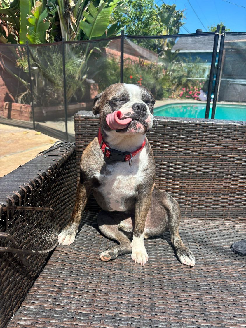 Oliver, a Adoptable mixed breed in Tarzana, CA image 3/6