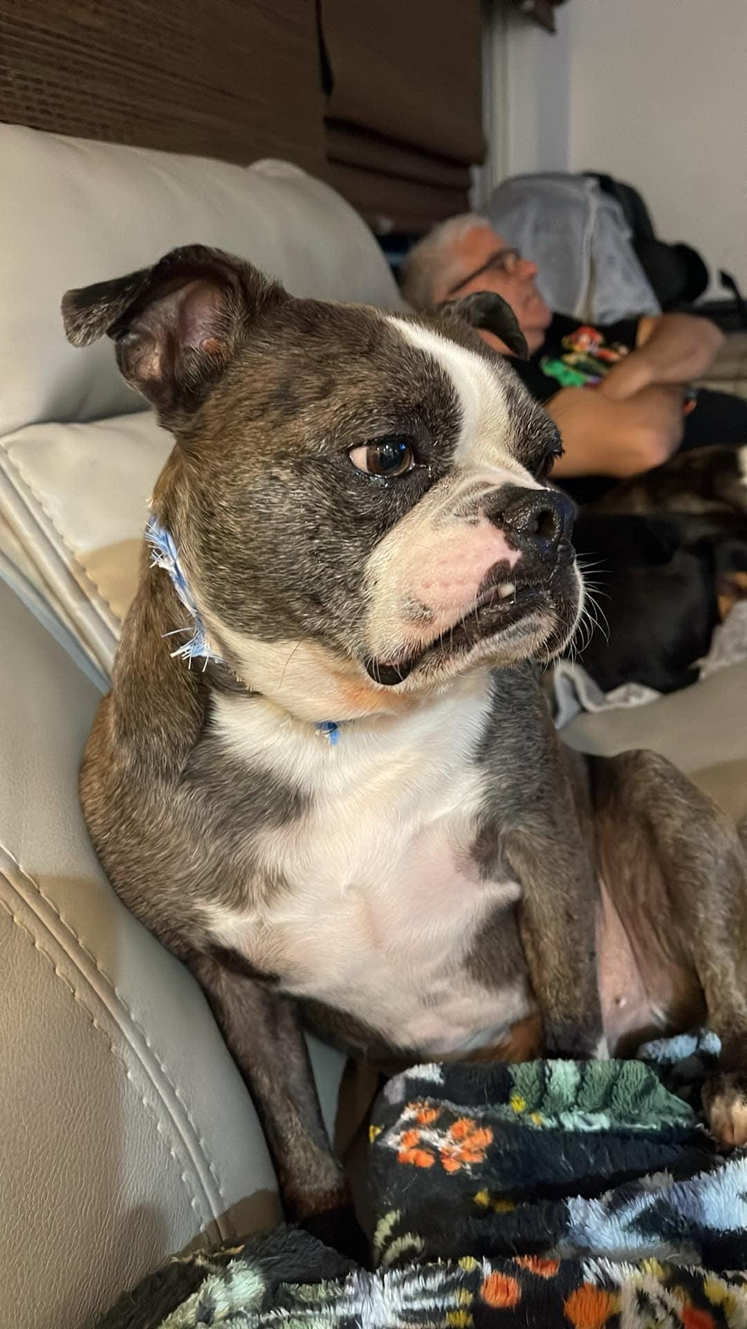 Oliver, a Adoptable mixed breed in Tarzana, CA image 2/6