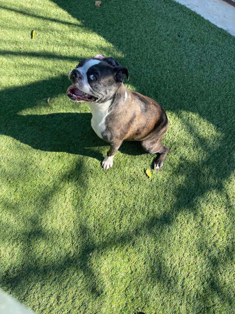 Oliver, a Adoptable mixed breed in Tarzana, CA image 5/6