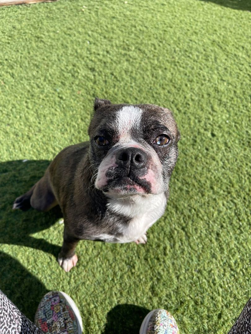 Oliver, a Adoptable mixed breed in Tarzana, CA image 6/6