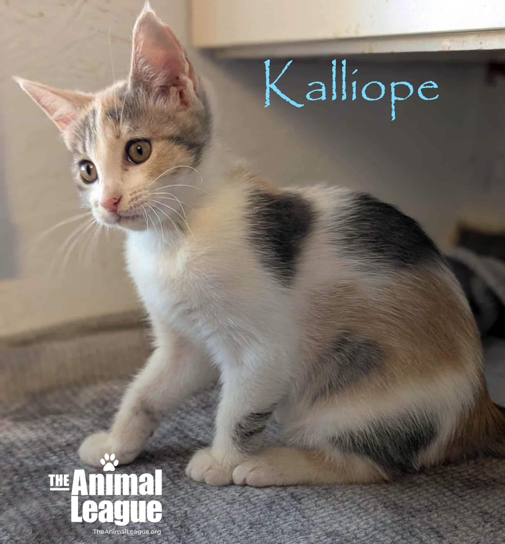 Kalliope, a Adoptable mixed breed in Clermont, FL image 1/5