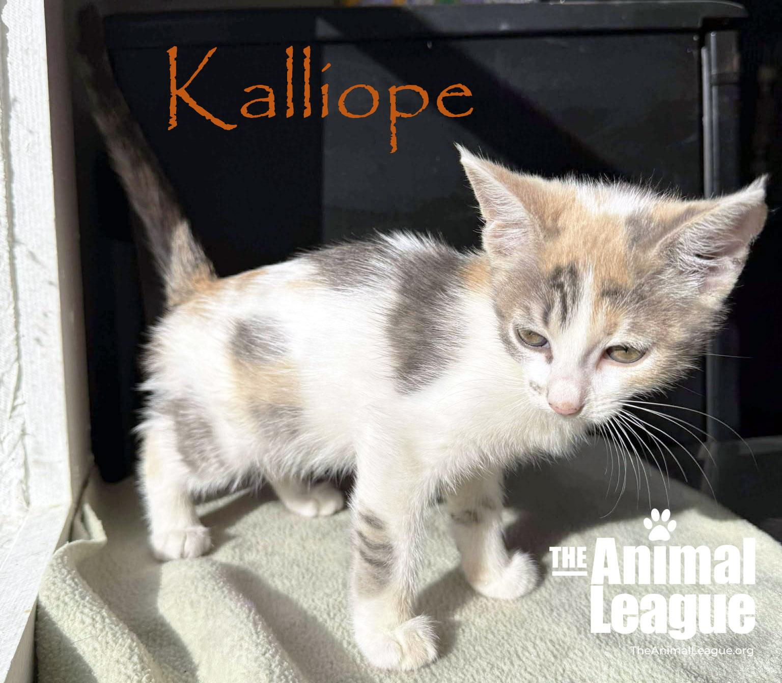 Kalliope, a Adoptable mixed breed in Clermont, FL image 5/5
