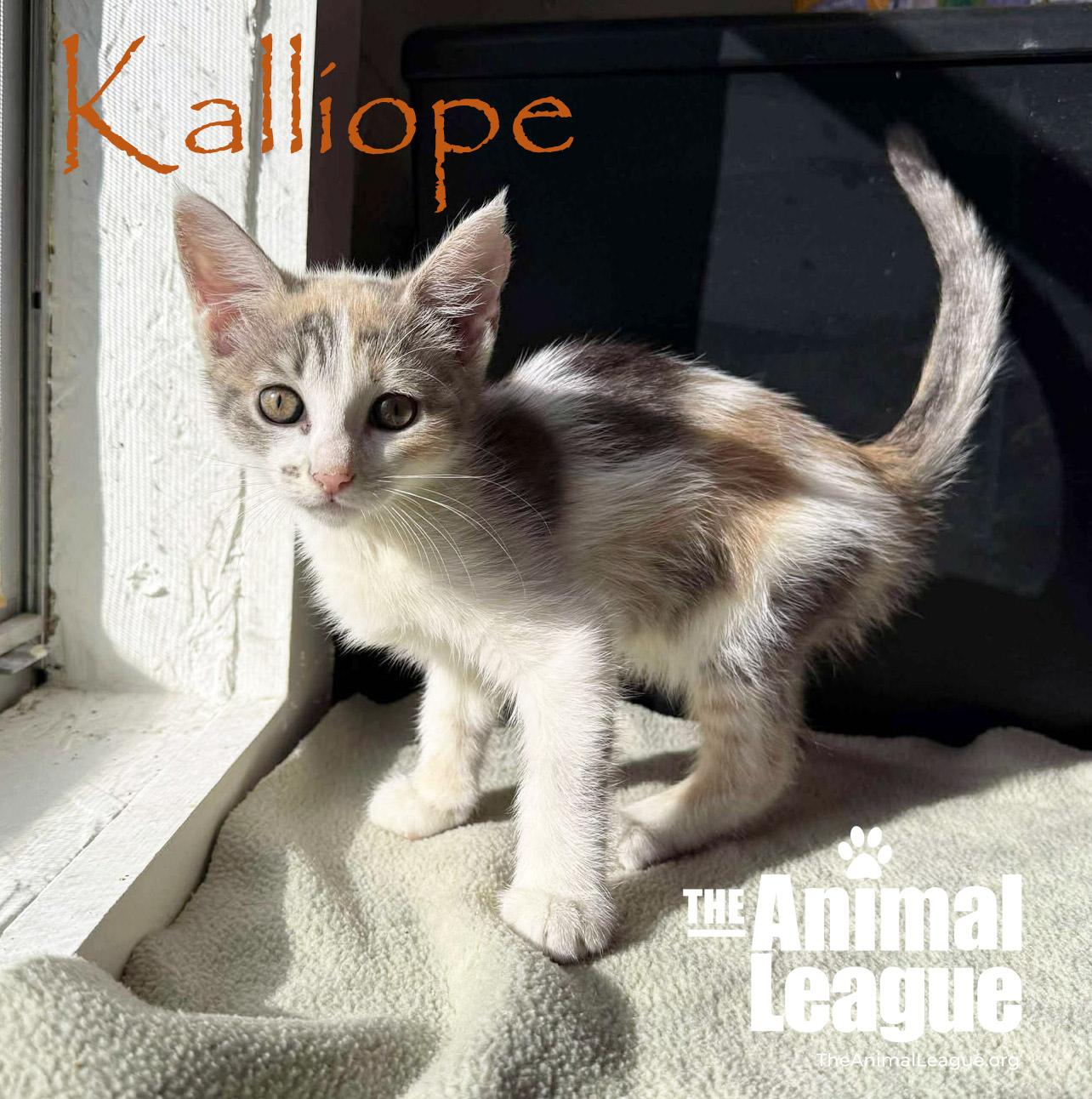 Kalliope, Adoptable, Kitten Female Dilute Calico & Domestic Short Hair.
