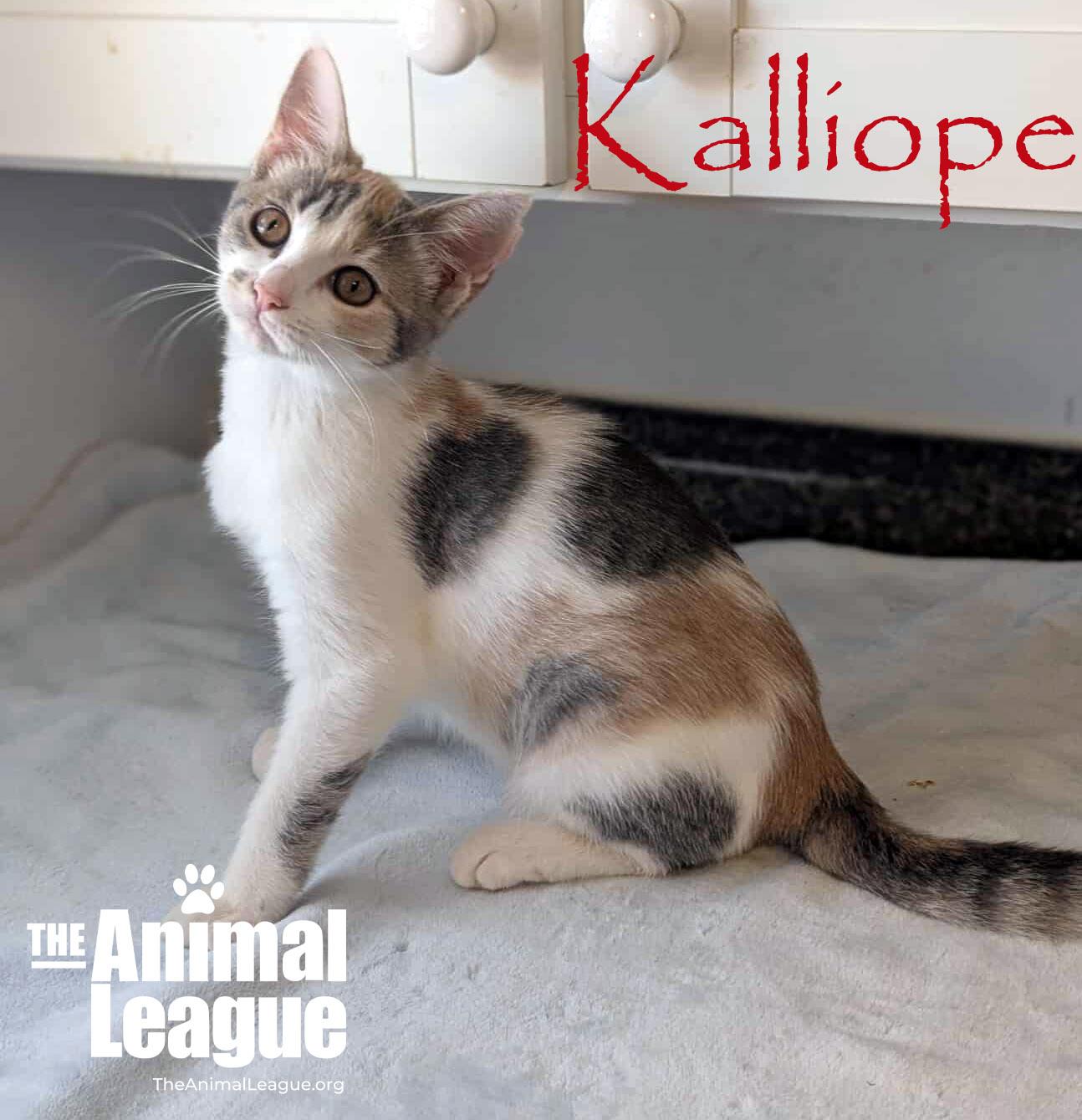 Kalliope, Adoptable, Kitten Female Calico & Domestic Short Hair.