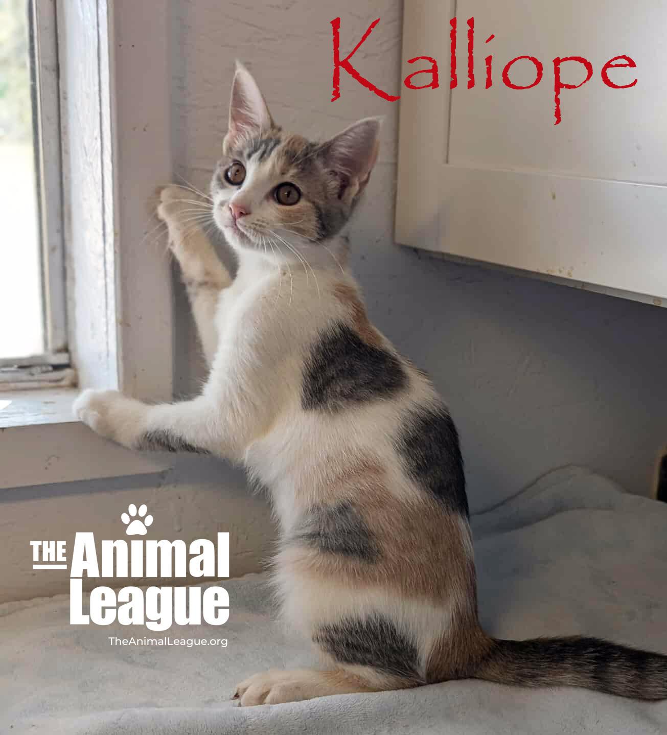 Enlarge Kalliope, an adopted mixed breed in Groveland, FL image 2/3