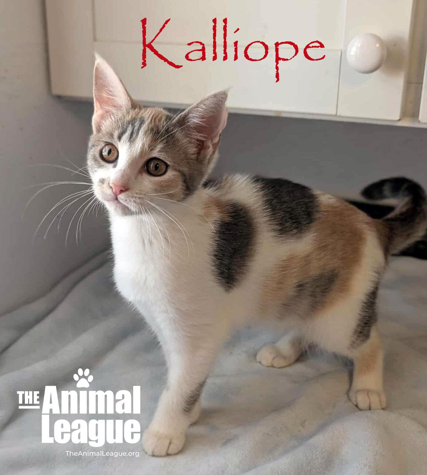 Enlarge Kalliope, an adopted mixed breed in Groveland, FL image 3/3