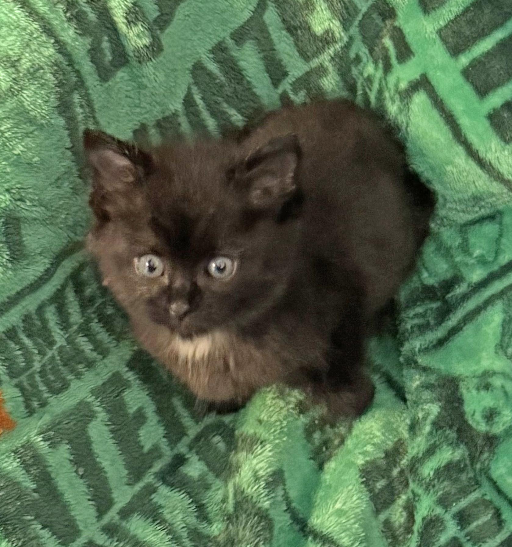 Noelle, a Adoptable Domestic Short Hair in Chicago, IL image 1/2