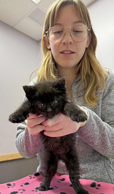 Noelle, a Adoptable Domestic Short Hair in Chicago, IL image 2/2