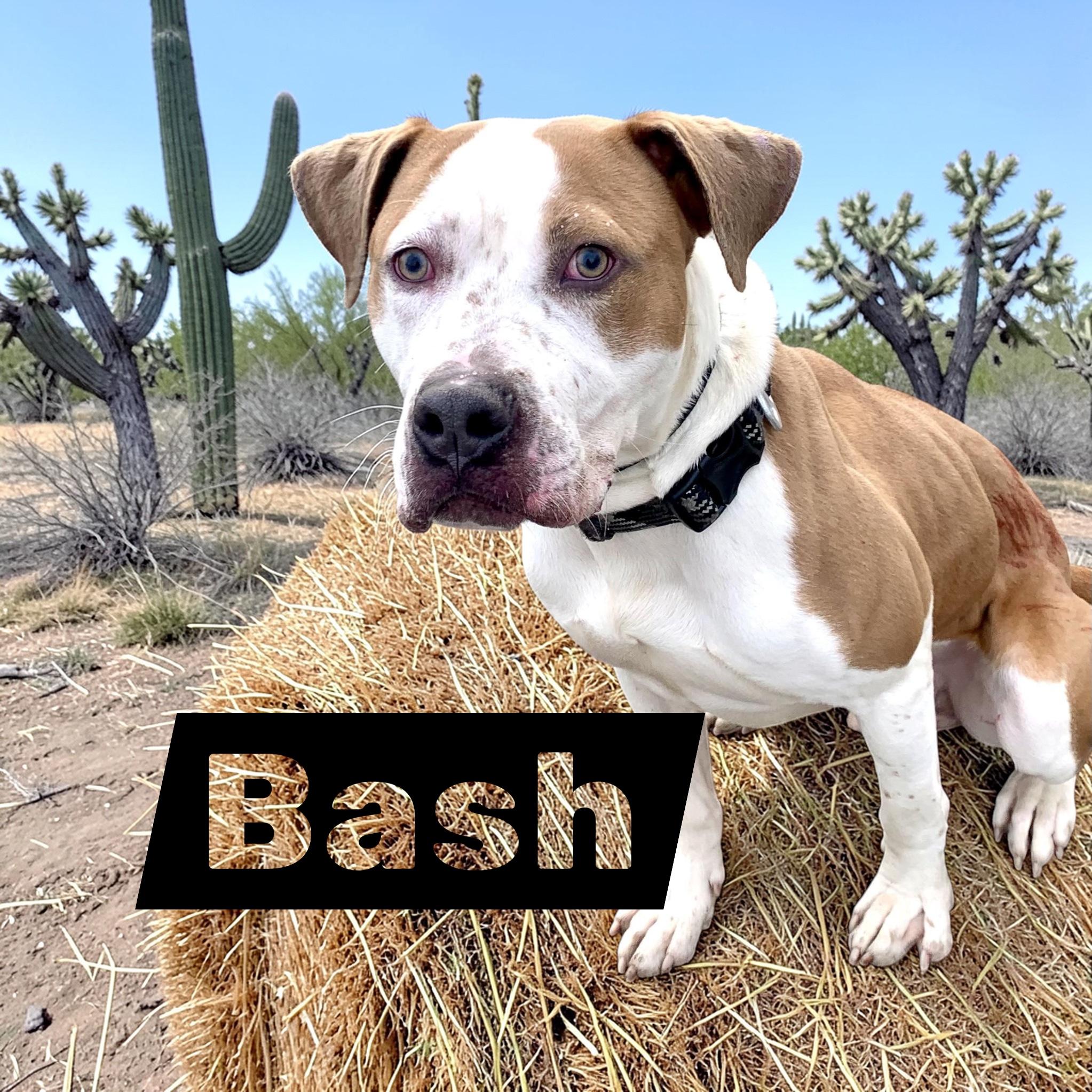 Bash , a ADOPTABLE mixed breed in McKeesport, PA image 1/6