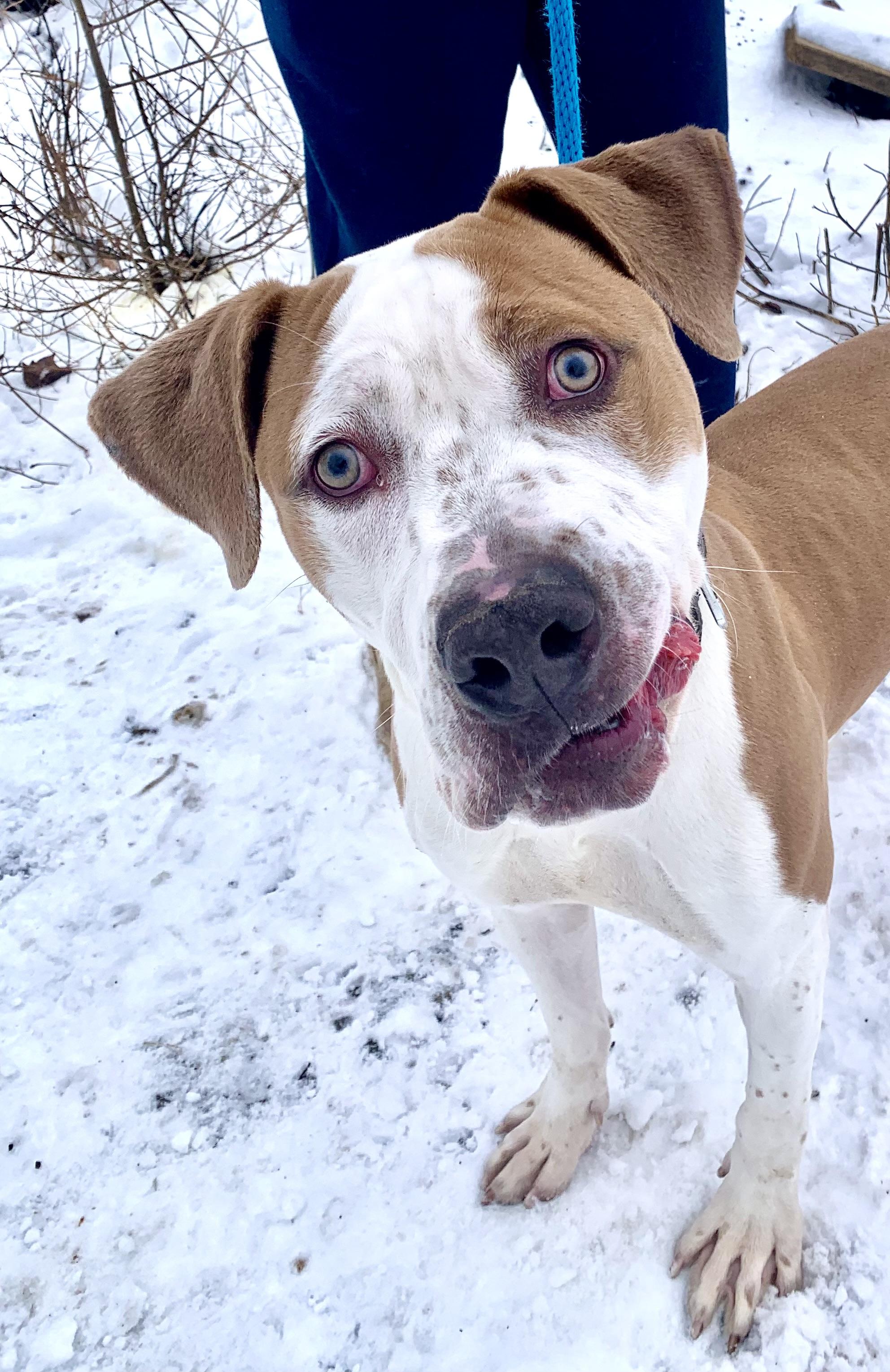 Bash , ADOPTABLE, Adult Male Hound & Pit Bull Terrier.