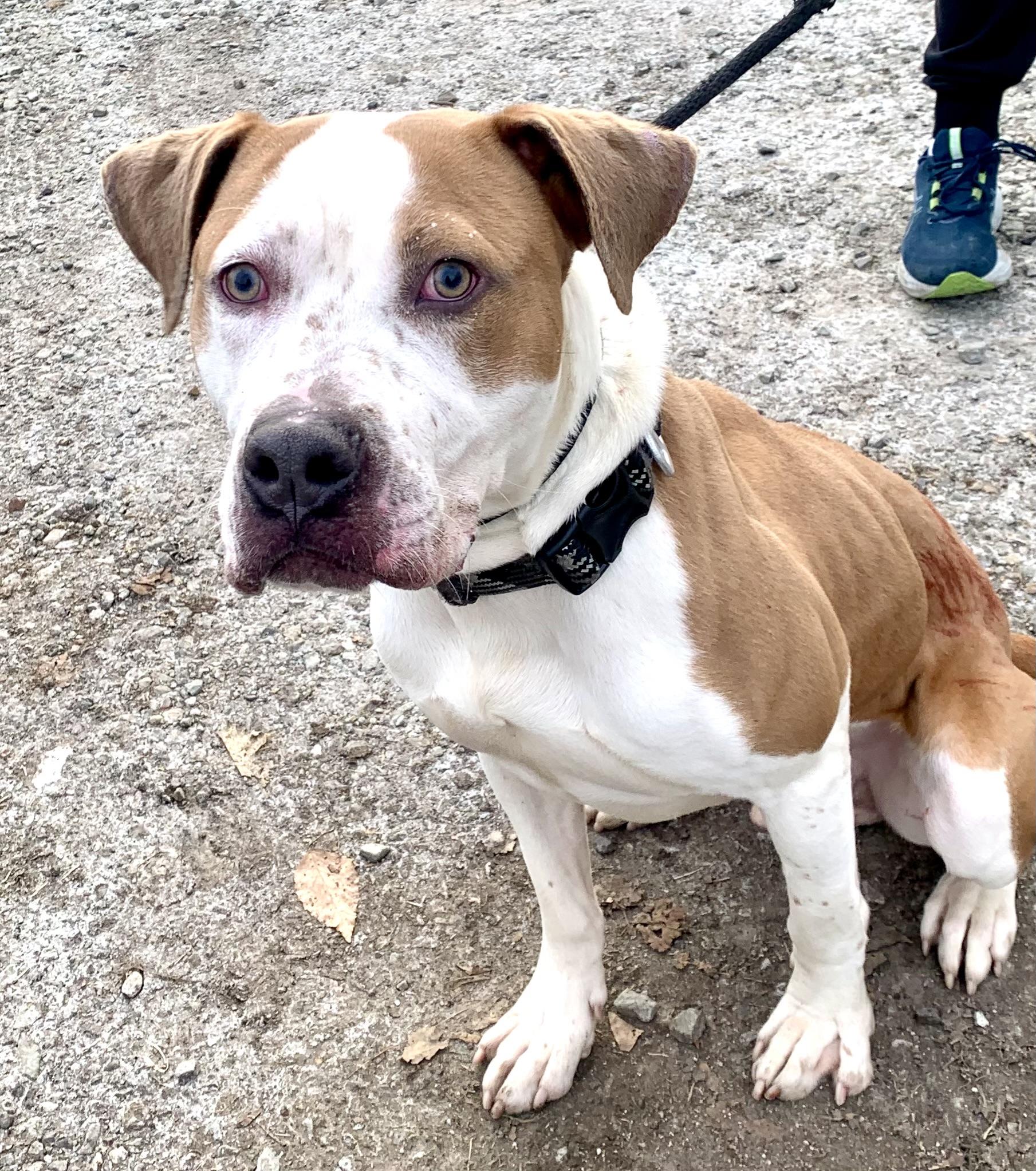 Enlarge Bash , a ADOPTABLE mixed breed in McKeesport, PA image 6/6