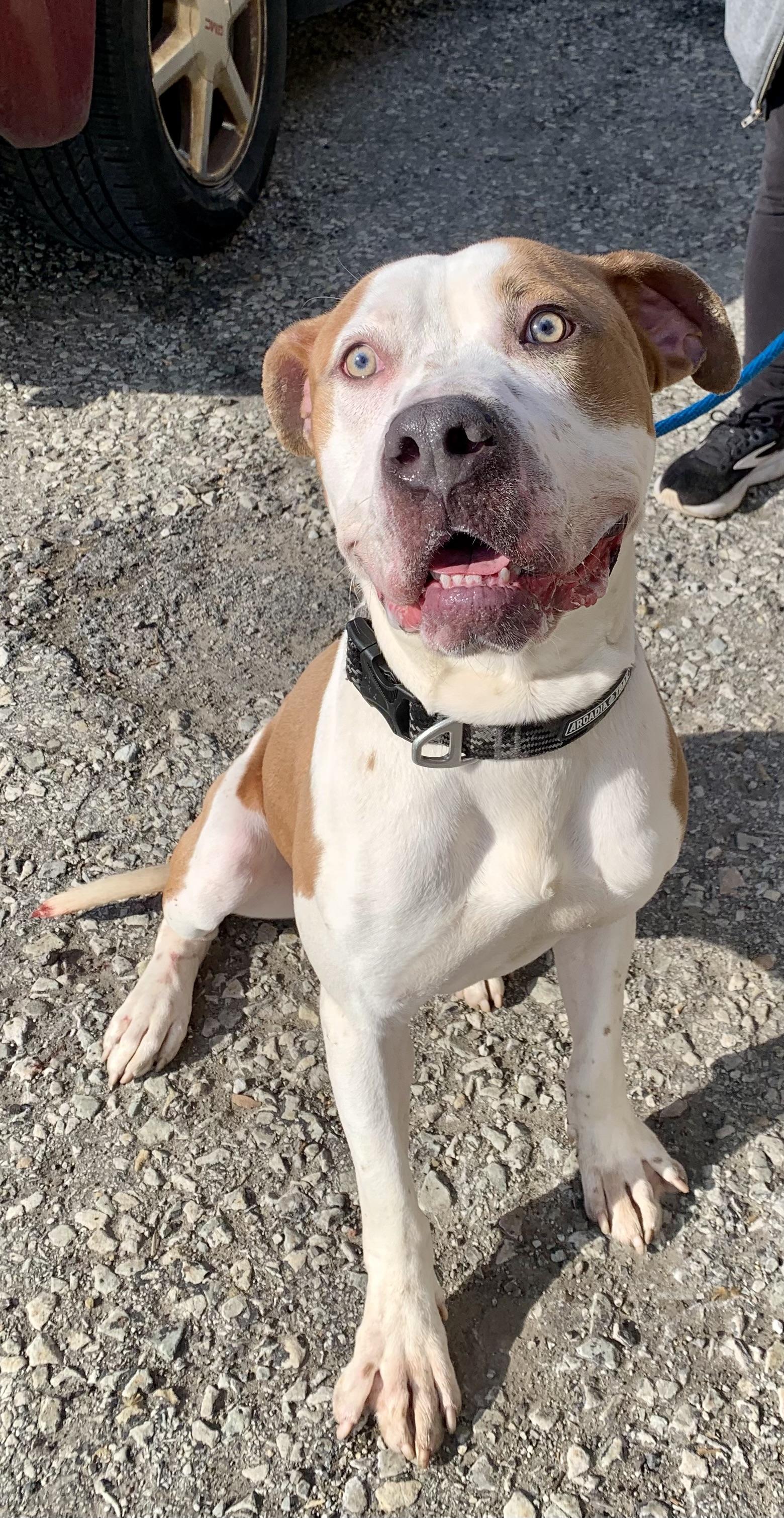 Bash , a ADOPTABLE mixed breed in McKeesport, PA image 5/6