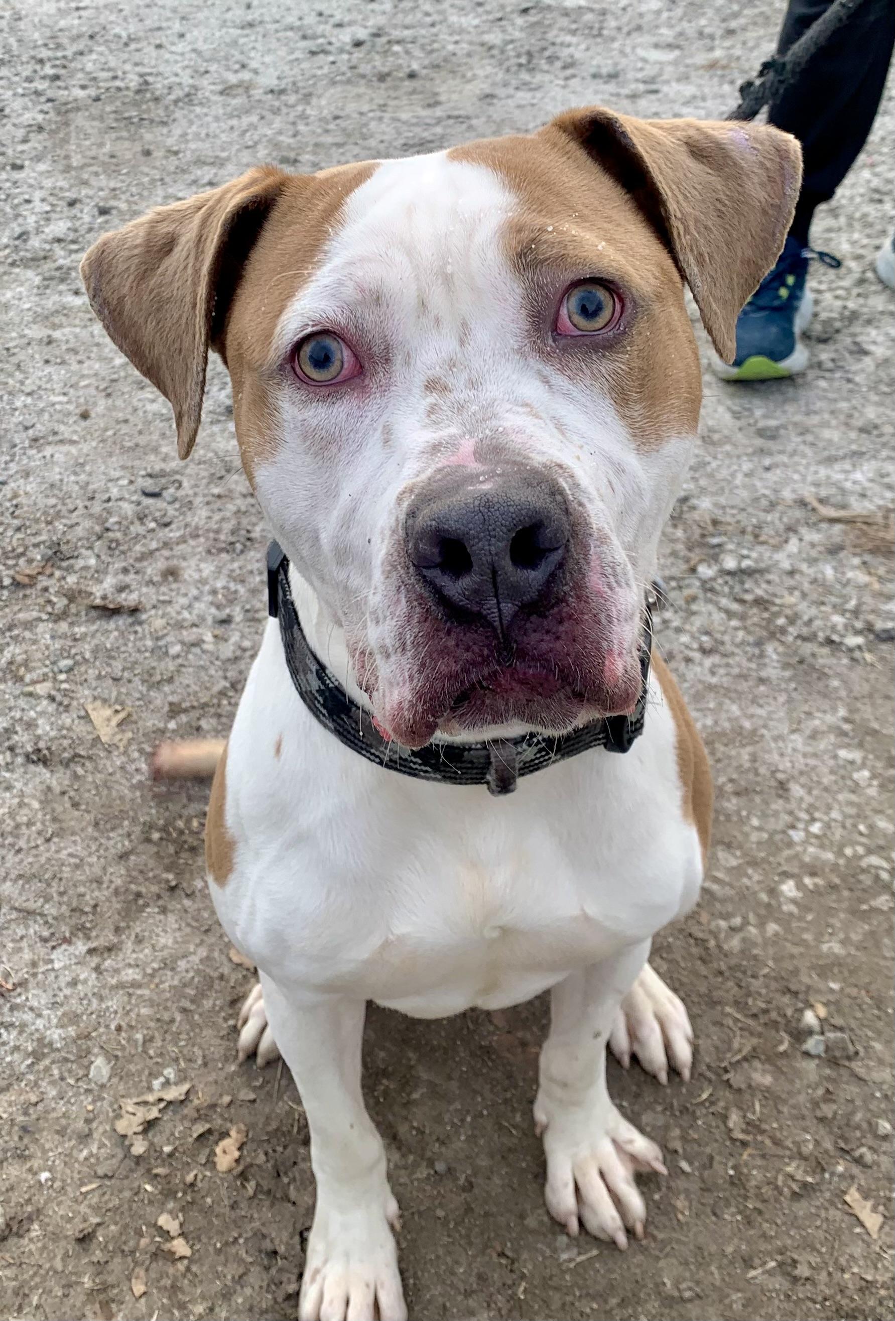 Bash , a ADOPTABLE mixed breed in McKeesport, PA image 6/6