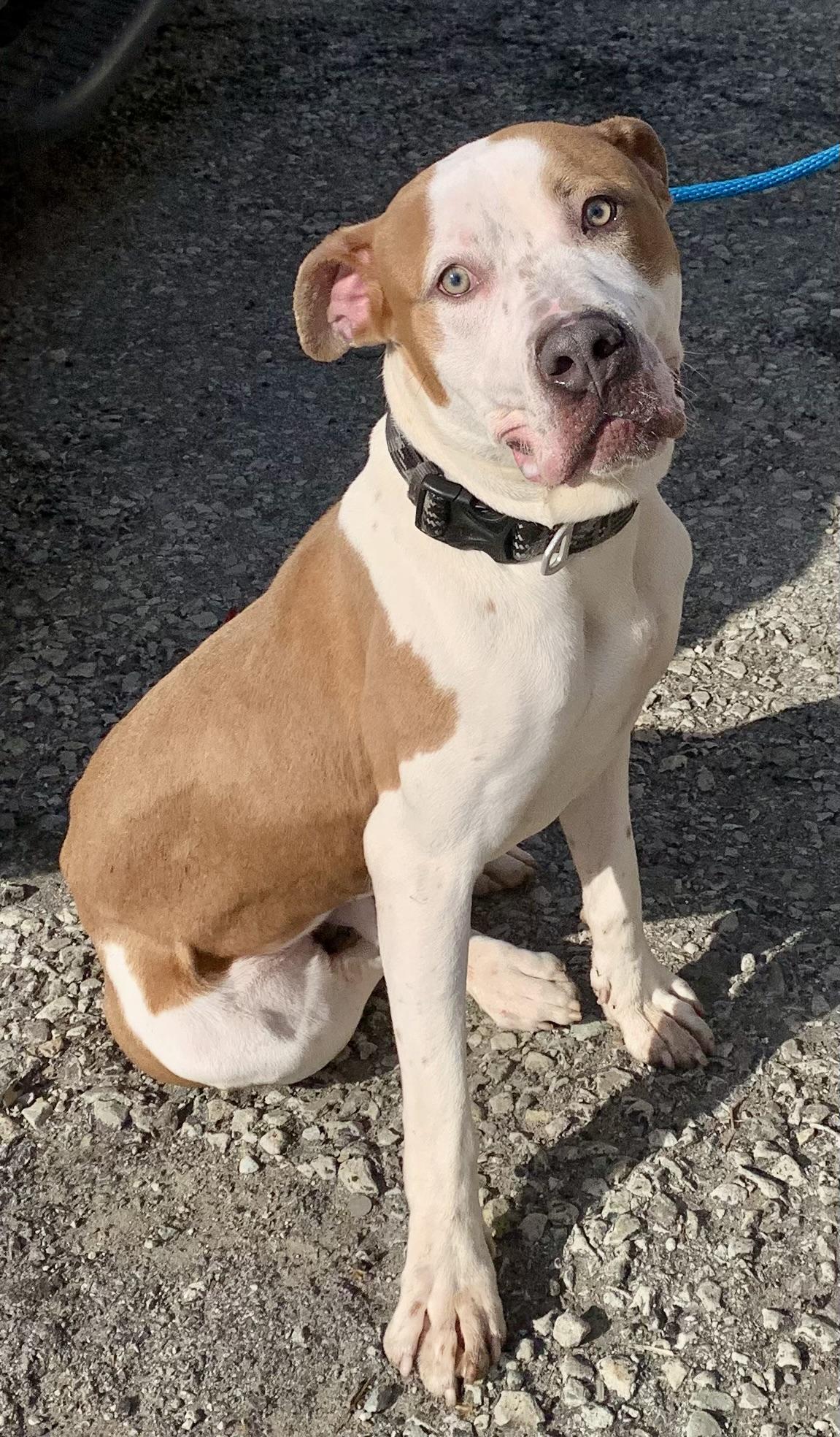 Bash , a ADOPTABLE mixed breed in McKeesport, PA image 2/6