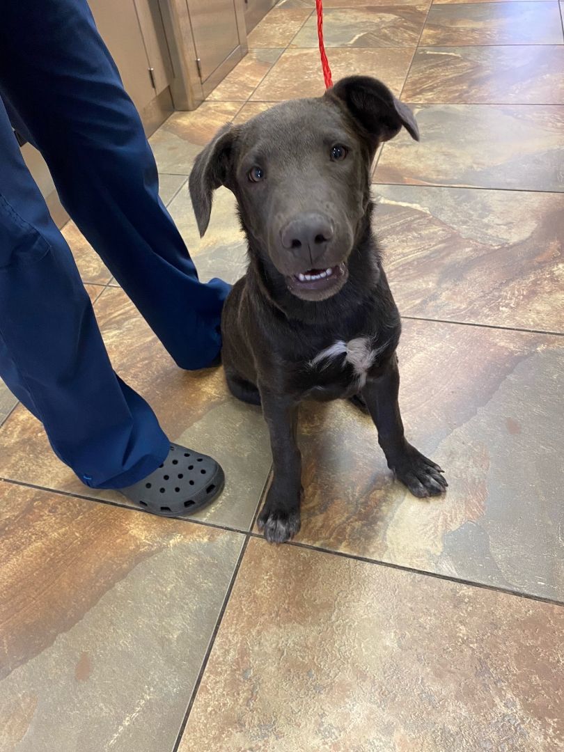 Enlarge Baxter, a Adoptable mixed breed in El Paso, TX image 1/4