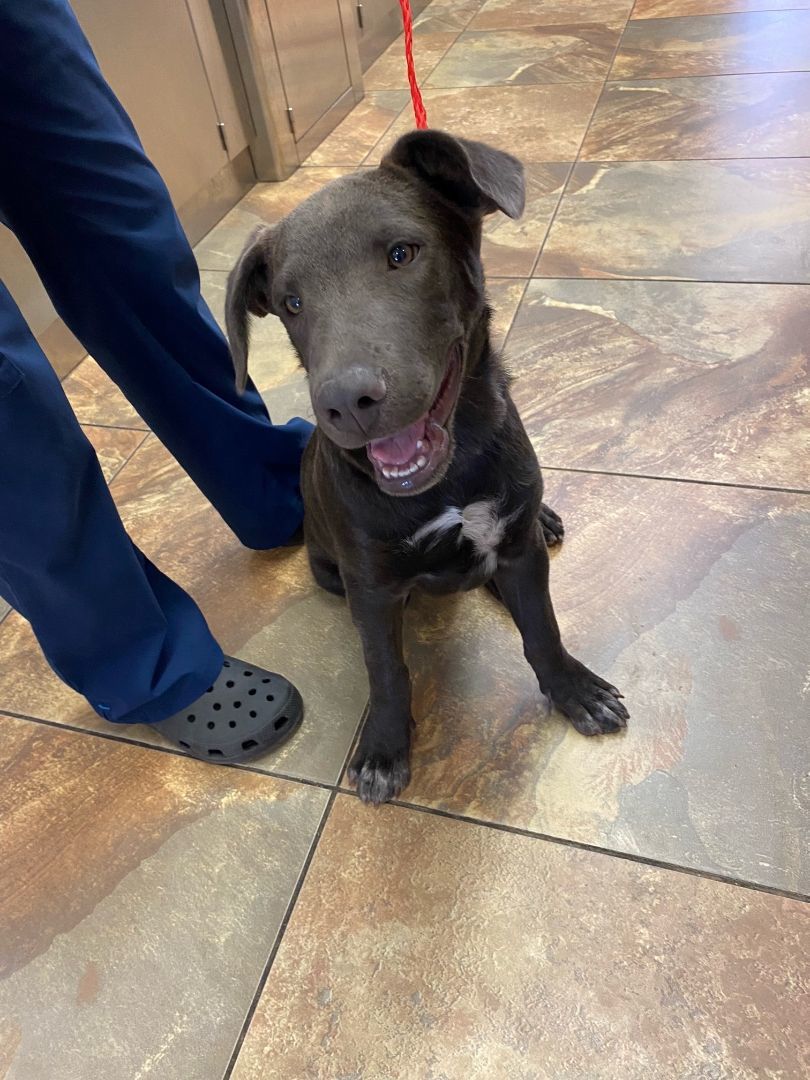 Enlarge Baxter, a Adoptable mixed breed in El Paso, TX image 2/4