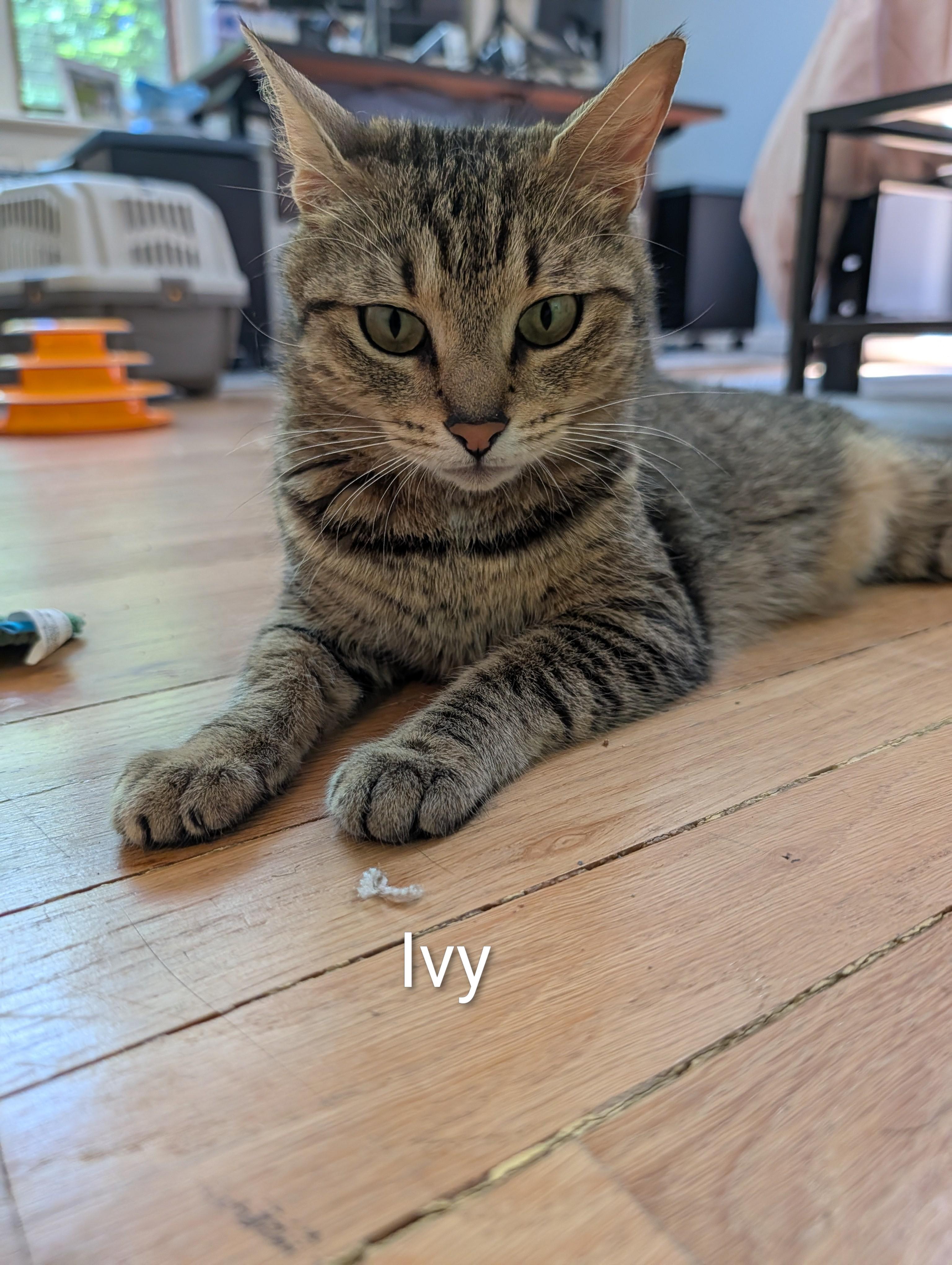 Enlarge Mama Ivy, a ADOPTABLE Domestic Short Hair in Norwalk, CT image 1/1