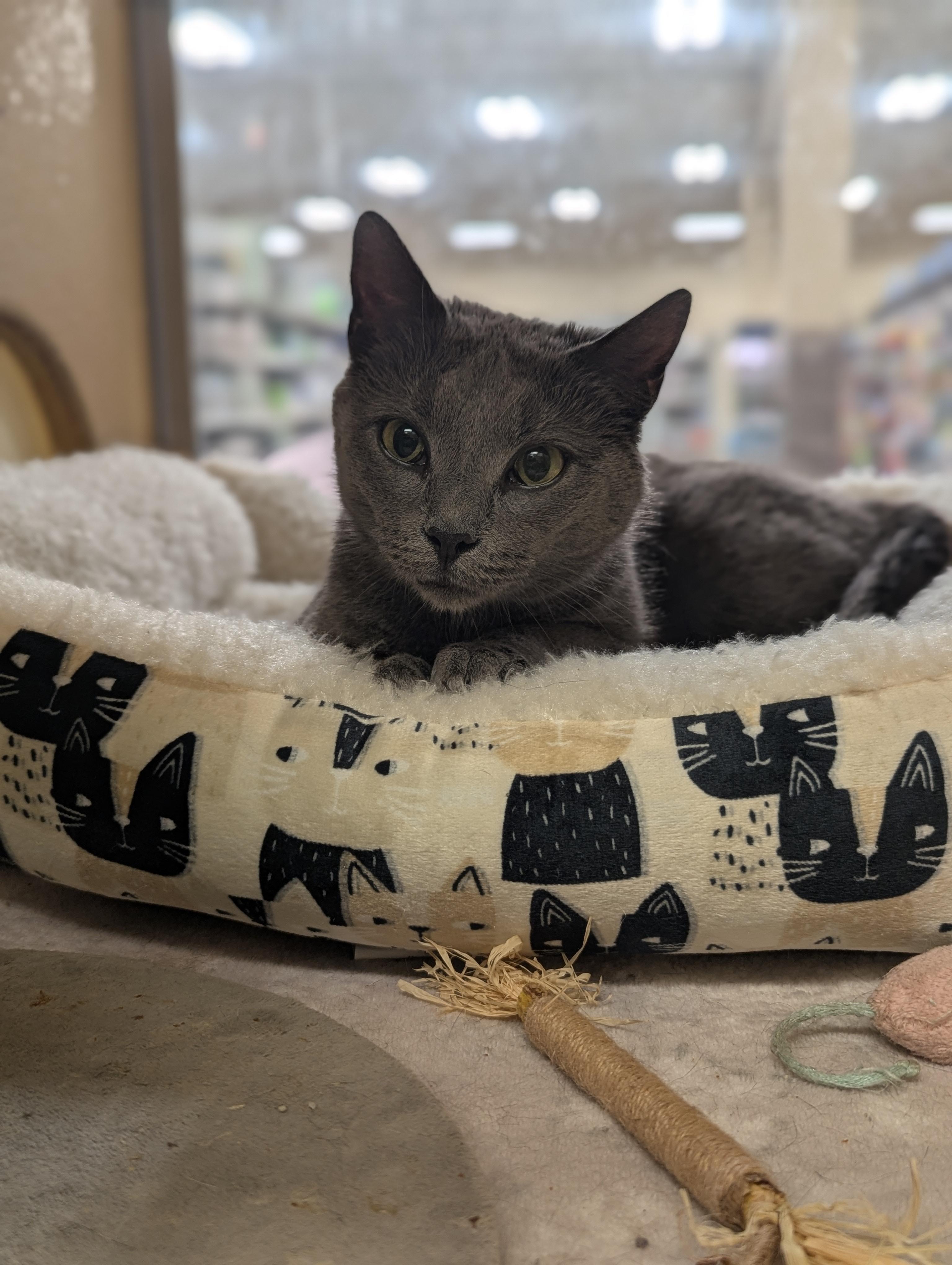 Ramona, adopted, Young Female Russian Blue & Domestic Short Hair.
