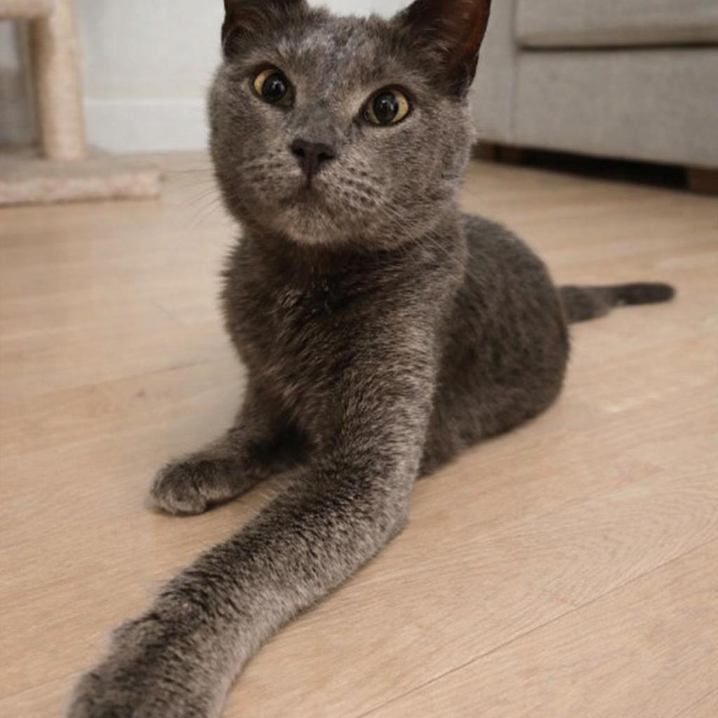 Enlarge Ramona, an adopted mixed breed in PHILADELPHIA, PA image 2/2