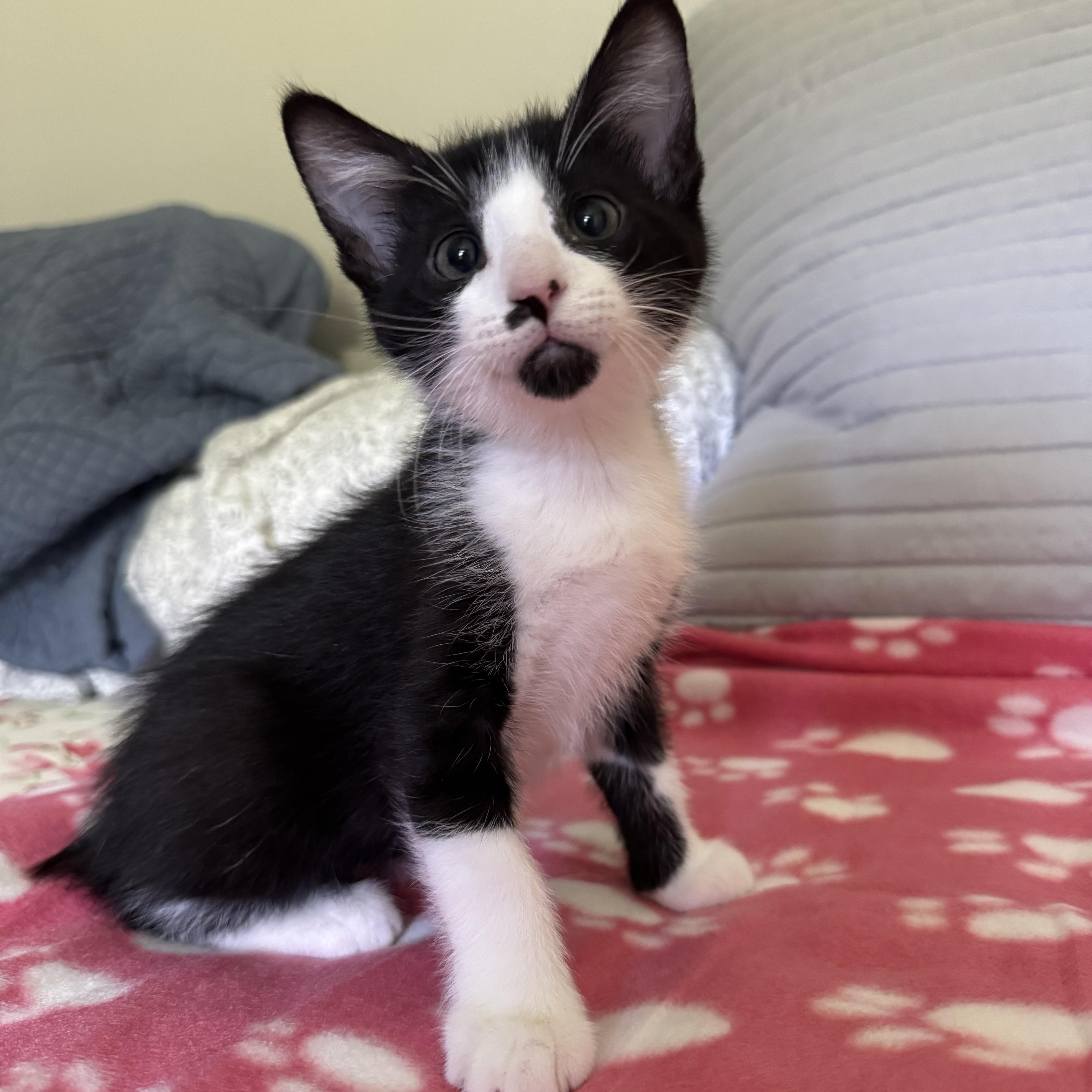Enlarge Bud, an adopted Domestic Short Hair in Murphysboro, IL image 1/1