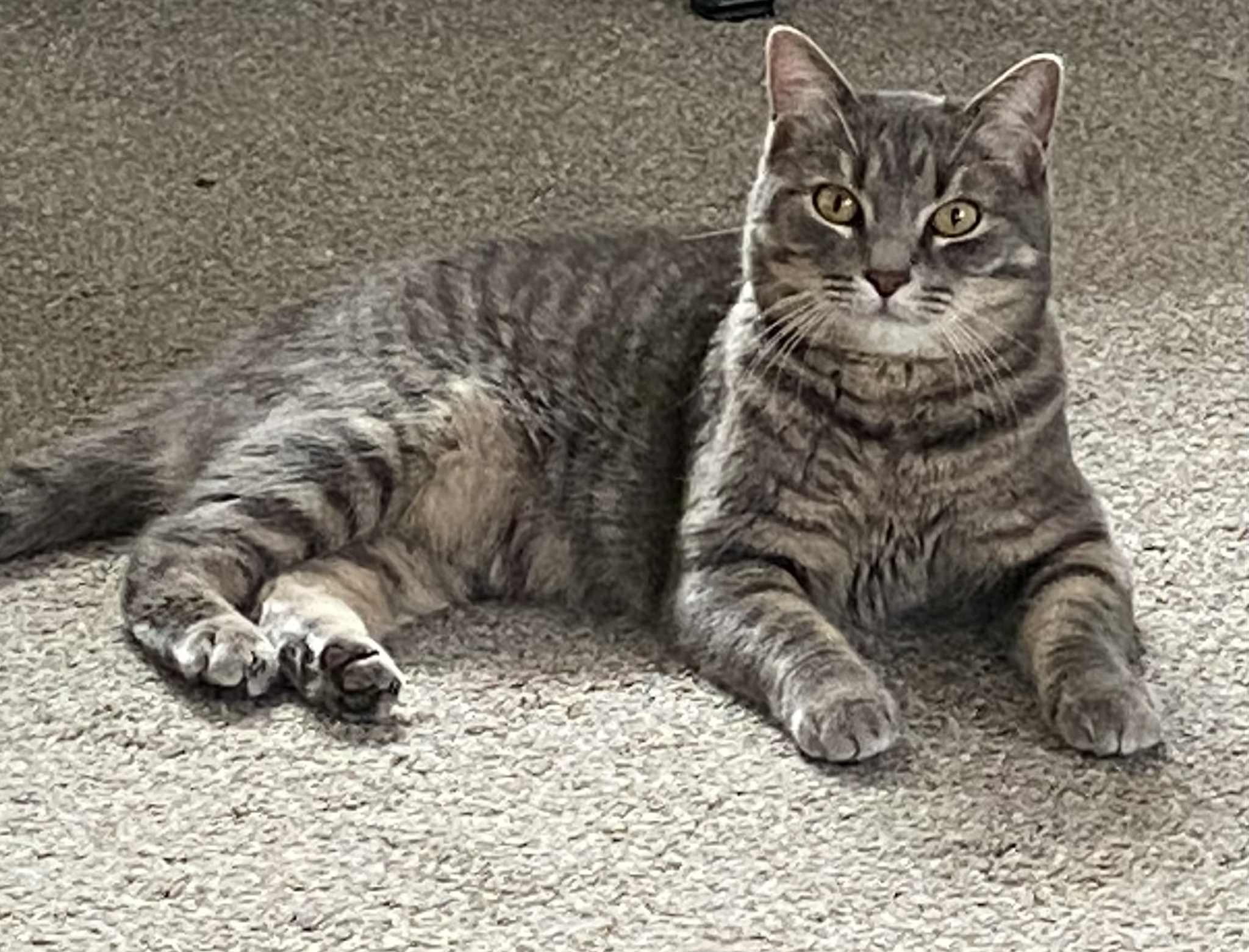 Enlarge Celeste *sponsored adoption fee!, a ADOPTABLE Domestic Short Hair in Billerica, MA image 3/5